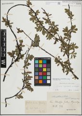 Foto von Salix myrsinifolia Salisb. x Salix retusa L.